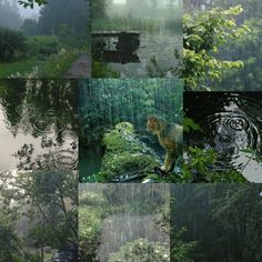 a collage of images with trees and water in them, including rain falling on the ground