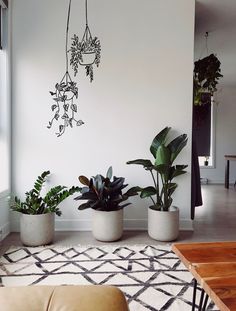 three potted plants sit in front of a white wall and a rug on the floor