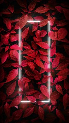 red leaves and neon lights in the shape of a square frame on a black background