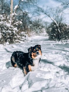 A black tri aussie with brown eyes looks directly into the camera with snow on her snout. She is on a trail in the woods that’s covered in snow. Black Tri Australian Shepherd, Tri Australian Shepherd, Aussie Shepherd, Australian Shepherd Puppy, Australian Shepherd, New Puppy, The Snow, Dog Mom, Dog Lovers