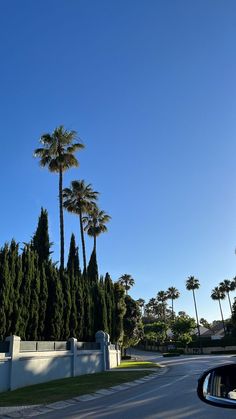 palm trees line the street in front of a white wall and gated driveway area