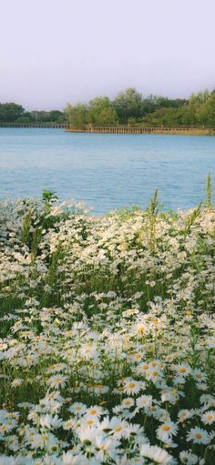 daisies and other wildflowers in the foreground with a bridge in the background