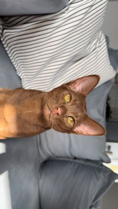 a brown cat laying on top of a gray couch