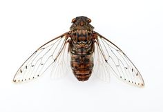 a large insect sitting on top of a white surface