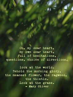 an image of a quote from mary o'keefner on the leaves of a tree