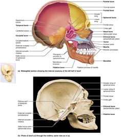 an image of the bones and their major facial structures, including the skull's head