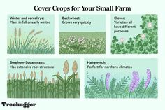 four different types of flowers and plants with the words 5 cover crops for your small farm