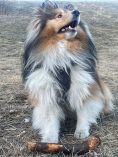 a dog is sitting on the ground with a bone in its mouth and it's tongue hanging out