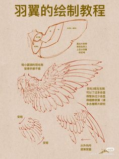 an instruction manual for how to draw a bird with chinese writing on the front and back