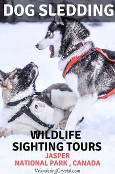 two dogs playing with each other in the snow