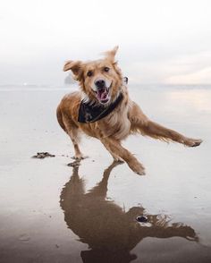 a dog running on the beach with its mouth open