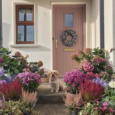 a dog sitting in front of a door surrounded by flowers