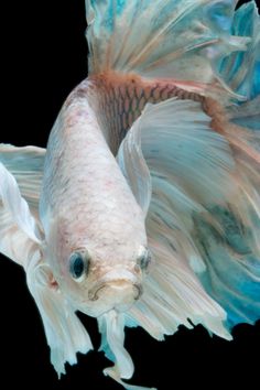 a close up of a fish with blue and white colors on it's body