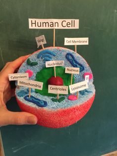 a human cell with labels on it in front of a chalkboard