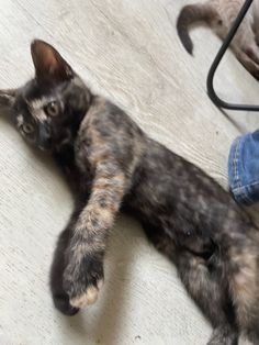 a cat laying on the floor next to a person