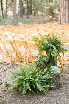 an outdoor ceremony set up with wooden chairs and ferns in the foreground, surrounded by pine trees