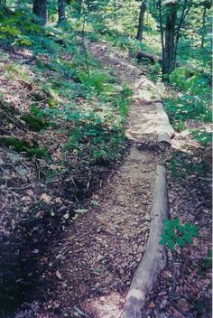 a log laying in the middle of a forest