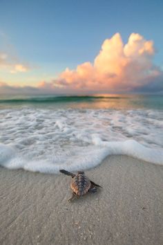 a baby turtle crawling on the sand at the ocean's edge with clouds in the background