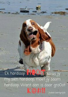 a brown and white dog running on top of a beach next to the ocean with a caption that reads, e k harloopp not so - as ly