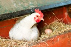 a white chicken sitting inside of a red box filled with hay