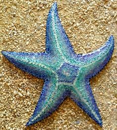 a blue and green starfish laying on the ground