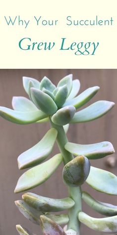 an image of a plant with the title why your succulent stretched