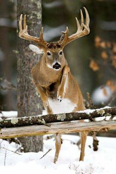 a deer standing on its hind legs in the snow next to some trees and logs