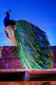 a peacock is sitting on top of a wooden ledge with its feathers spread out and it's head turned to the side