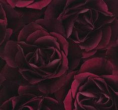 red roses are shown in close up on a dark background, as well as the petals