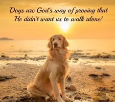 a golden retriever sitting on the beach at sunset