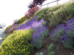 a hillside covered in lots of flowers next to a road