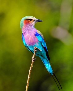 a colorful bird sitting on top of a tree branch