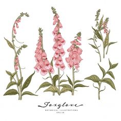 pink flowers with green leaves on white background