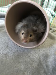 a small hamster is peeking out from inside a plastic tube on a blanket in a cage