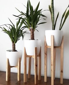 three potted plants sitting on top of wooden stands