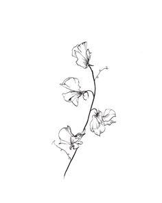 a black and white drawing of flowers on a white background