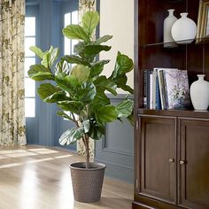 a potted plant sitting on top of a wooden table in front of a window