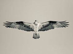 a black and white photo of a bird flying in the sky with its wings spread