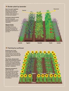 an info sheet showing different types of plants in the garden and how to grow them