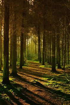 the sun is shining through the trees in the forest