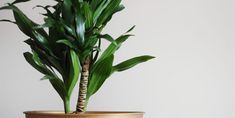 a potted plant sitting on top of a wooden table next to a white wall