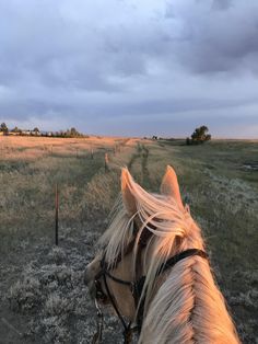 a horse standing on top of a grass covered field