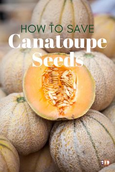 how to save cantaloupe seeds in the fall or winter and it's so easy