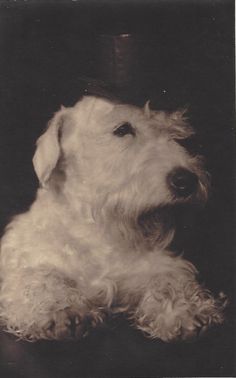 an old black and white photo of a dog with its head turned to the side