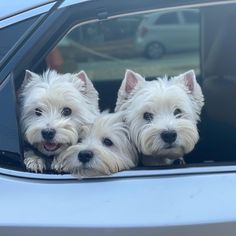 two small white dogs sitting in the back seat of a car with their heads out the window