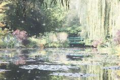 a pond filled with lots of water lilies next to a lush green tree covered forest