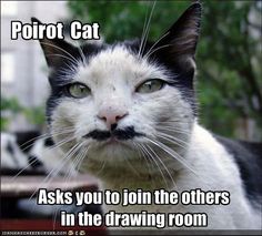 #cat #humour Mwah Cat, Cats With Captions, Mustache Cat, Hercule Poirot, Fancy Cats, Baby Dogs