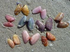 several seashells are arranged in the sand and on the ground, all different colors