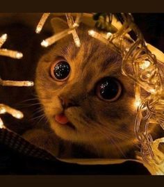 a cat is looking at the camera with christmas lights around it's neck and head