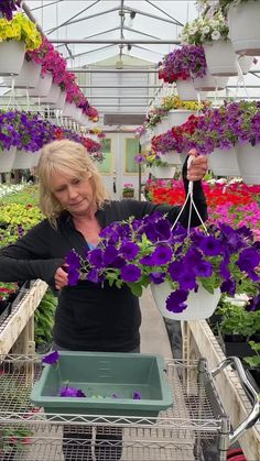 a woman in a greenhouse holding up purple petunias and hanging them from the ceiling